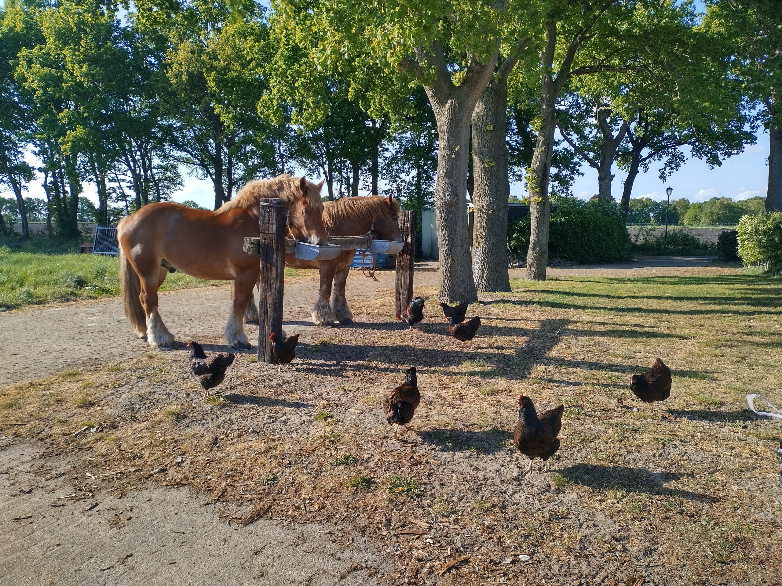 IMG_20220512_182111_HDR