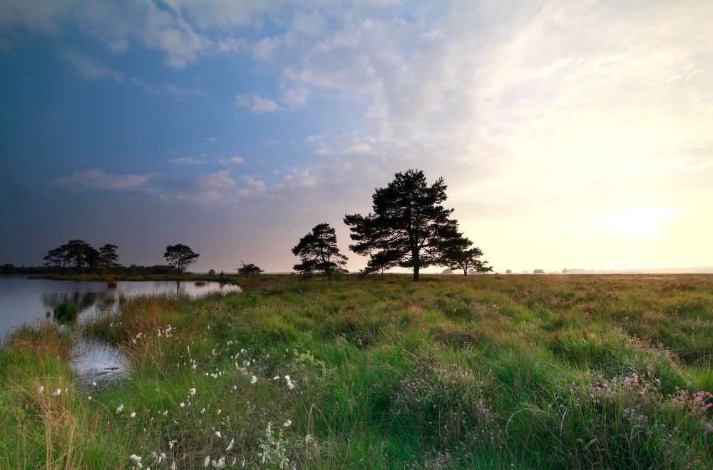 sunset-wild-lake-marsh